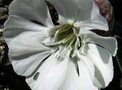 Silène maritime (Silene vulgaris subsp. Maritima)