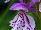 Dactylorhize Fuchs (Dactylorhiza fuchsii)