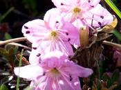 Fleurs Alpes: Rhodothamnus chamaecistus rhodotamne ciste nain Zwergalpenr0se