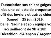 &quot;Sos chiens galgos&amp;quot;au Decathlon d'Alençon/Arçonnay samedi juin