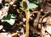 Fleurs Alpes: Neottia nidus-avis /Vogelnestwurz/Néotties nids d´oiseaux