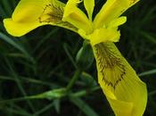 Iris faux acore (Iris pseudacorus)