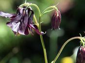 Fleurs Alpes: Akeleien Aquilegia l´élégante ancolie