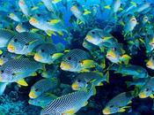 Grande Barrière corail, plus grand organisme vivant planète, disparaît #Greenpeace