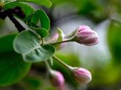 Avant d'être pommes...