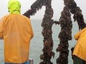 Mortalité moules recherche "piste capitale"