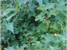 Sauvage Jardin