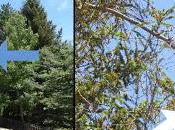 C'est quoi balai sorcière