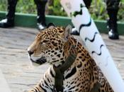 Jaguar survit relais torche olympique