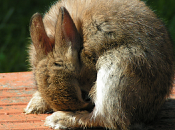 mercredi Caecotrophe