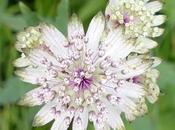 Fleurs Alpes Mittenwald: Astrantia Sterndolde /Astrance