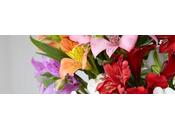 L'Alstroemeria Incas