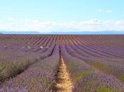 ✿Escapade Valensole✿