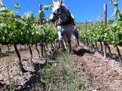 Château Estanilles Faugères