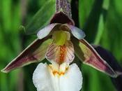 Épipactis marais (Epipactis palustris)