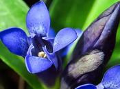 Gentiane croisette (Gentiana cruciata)