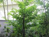 Castanea sativa, increvable