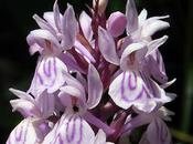 Dactylorhize tacheté (Dactylorhiza maculata)