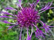 Centaurée scabieuse (Centaurea scabiosa)