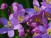 Érythrée petite centaurée (Centaurium erythraea)