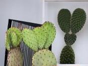 Cactus, plante agressive, mais décorative