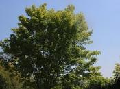 Pterocarya stenoptera