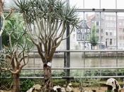 Hortus, jardin botanique d’Amsterdam