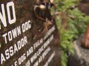 Chaque jour, chien parcourt pour retrouver amis