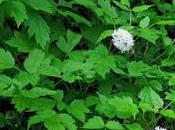 Actée épis (Actaea spicata)