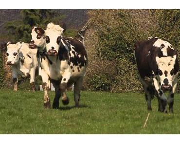 Pourquoi les producteurs de lait bio s'en sortent mieux que les autres