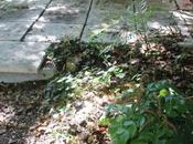 Mahonia nitens 'Cabaret'