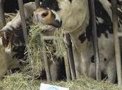 Lait filière échappe crise