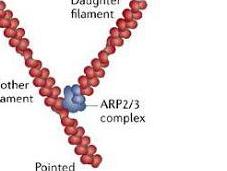 #trendsincellbiology #Arp2/3 #actine Diversité famille complexes Arp2/3