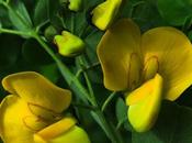 Baguenaudier commun (Colutea arborescens)