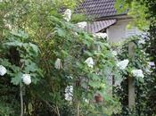 Hydrangea quercifolia