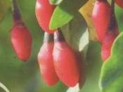 Lycium barbarum 'Korean Big'