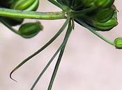 Ciguë élevée (Aethusa cynapium subsp. elata)