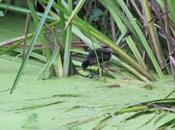 Poule d'eau myocastor