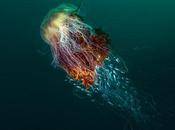 meilleurs reportages naturalistes 2016