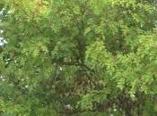 Zanthoxylum americanum