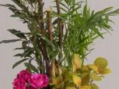 Pour fête Papis, cadeaux fleurs plantes Interflora