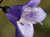 Campanule feuilles rondes (Campanula rotundifolia)