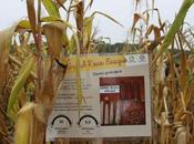 Pour libérer semenciers, agriculteurs redécouvrent maïs population