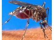 Paludisme liberté économique sauve vies