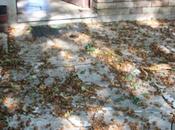 Faînes Sternbergia, c'est l'automne