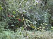 Crataegus ellwangeriana