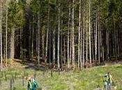 Pépinières Naudet, Savoir-faire reconnu depuis générations