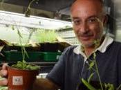 D'après Stéphano Mancuso plantes peuvent voir