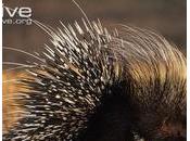 plus grand porc-épic monde