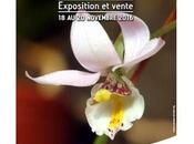 SNHF (Société Nationale d’Horticulture France) Découvrez novembre 2016 grande exposition d’orchidées Parc Floral Paris organisée l’association Orchidée section orchidées